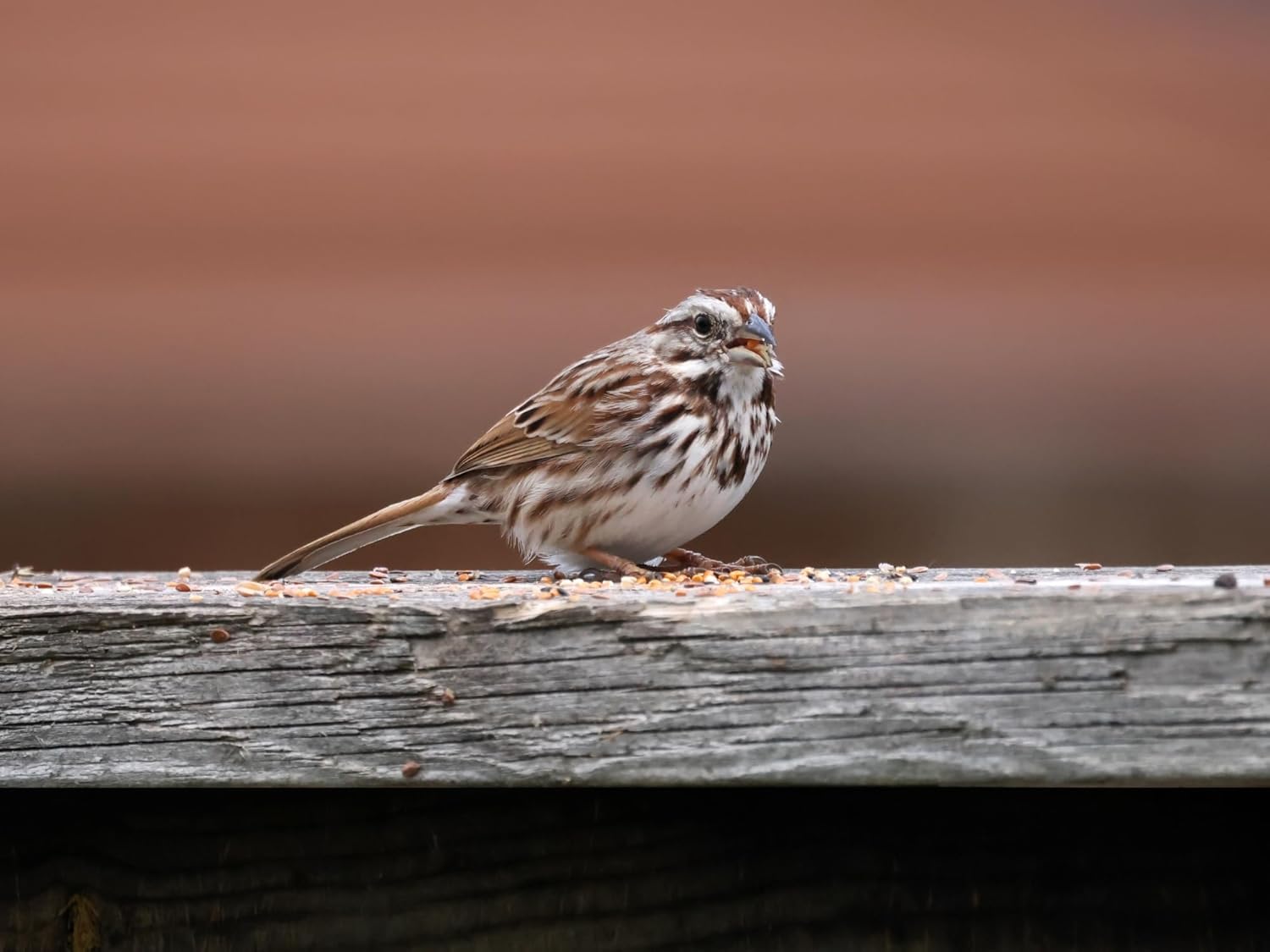 Birdseed Cylinders with Hole - Bird Seed for Outside Wild Birds (Small Cylinder, Bandit Buster 2pc)