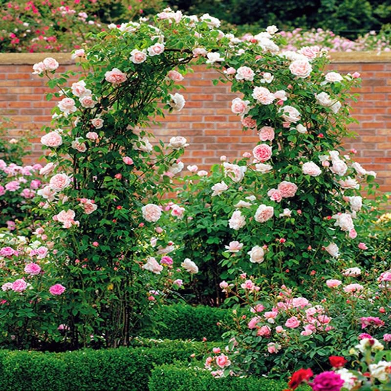 GUOGLZ Rosenbogen Edelstahl - Gartenbogen Für Kletterpflanzen 240x240cm