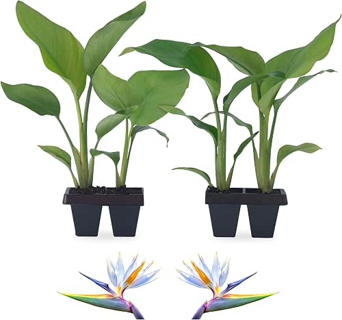 Bird of Paradise Plants Live (4-Pack), Strelitzia Plants with Perennial