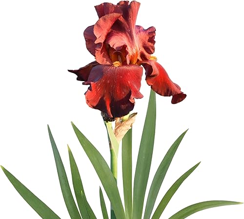 Easy to Grow Barbudo Iris Califlora 'Mariposa Skies' Planta Rizoma Bulbo (1 Paquete)  Floración bicolor púrpura claro y blanco en jardines de