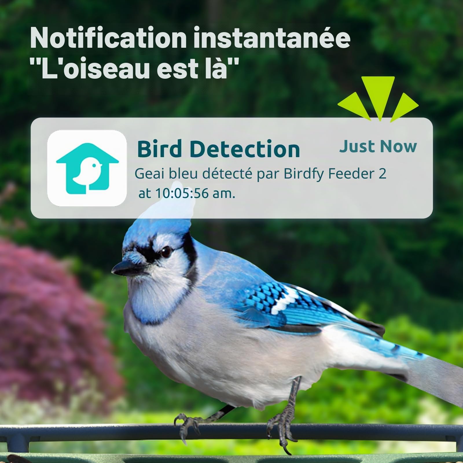 Birdfy Feeder 2 Mangeoire à Oiseaux avec Caméra et Panneau Solaire, Caméra d'observation des Oiseaux, Identification Automatique, Alerte, Capture vidéo d'oiseaux, Mangeoire Oiseaux Exterieur