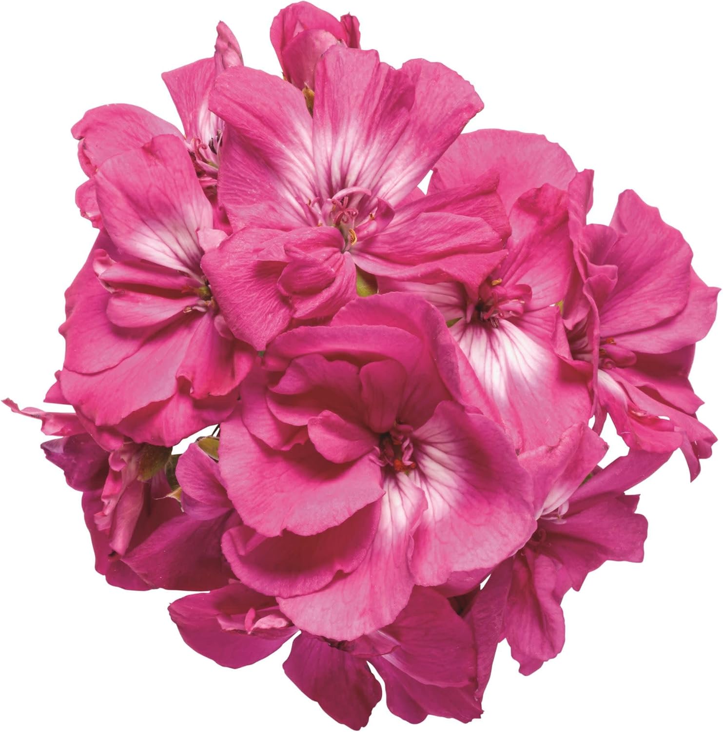 Proven Winners Boldly Hot Pink Geranium (Pelargonium interspecific) Live Plant, Eco+ Grande, 4 Pack