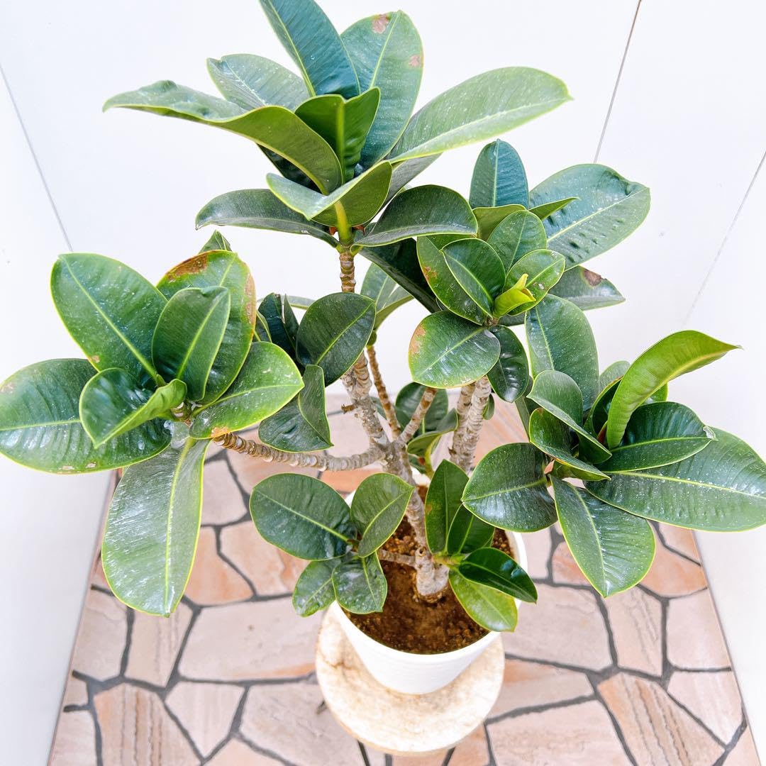 Amazon.co.jp: アポロゴム アポロ フィカス ゴムの木 観葉植物 室内