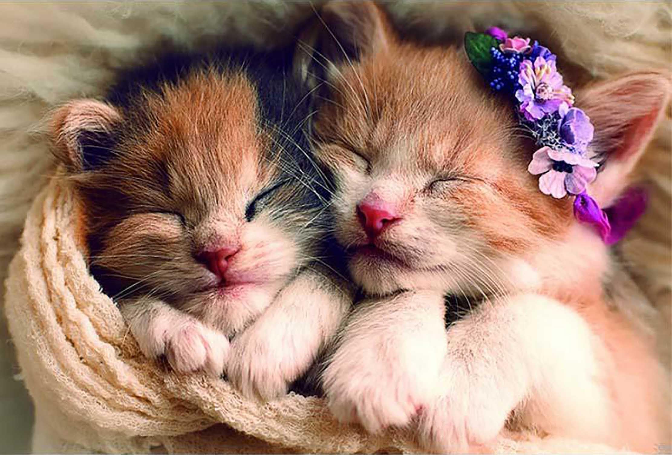 1000 Pieces Cute Cats Anima Jigsaw Puzzle for Family Decoration,Adults Birthday Party Funny Educational Game Toys Puzzle 1000pcs Puzzle-483