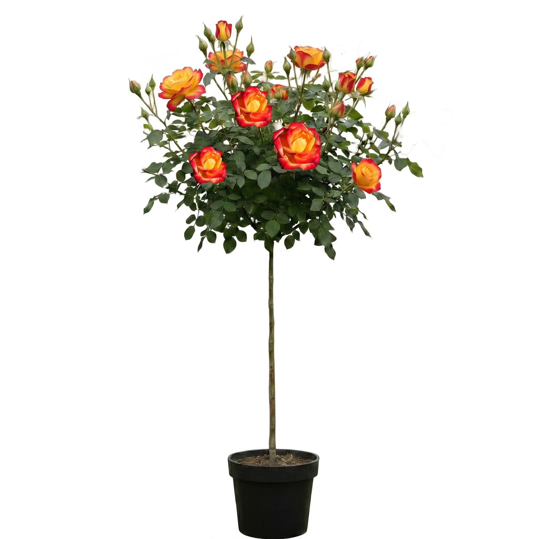 Rose 'Mein München' Hochstamm, Rosen-Stamm Orange-Gelb, ca. 170–180 cm | Duftrose, Öfterblühend, Winterhart, Edelrose im Topf