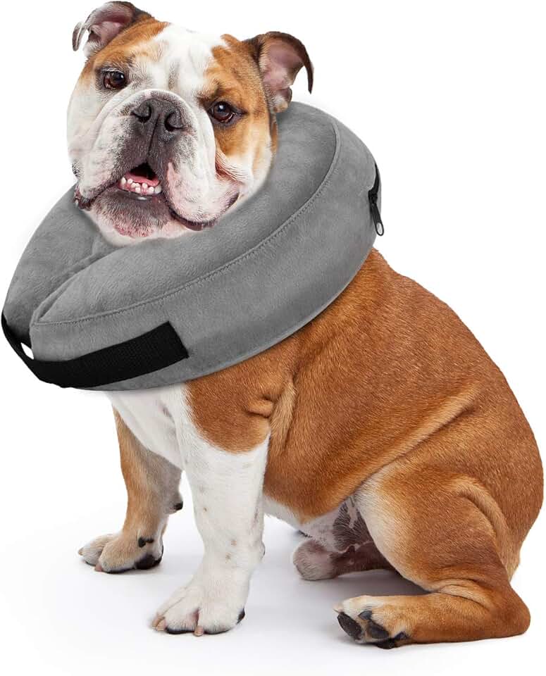 dog protective collar