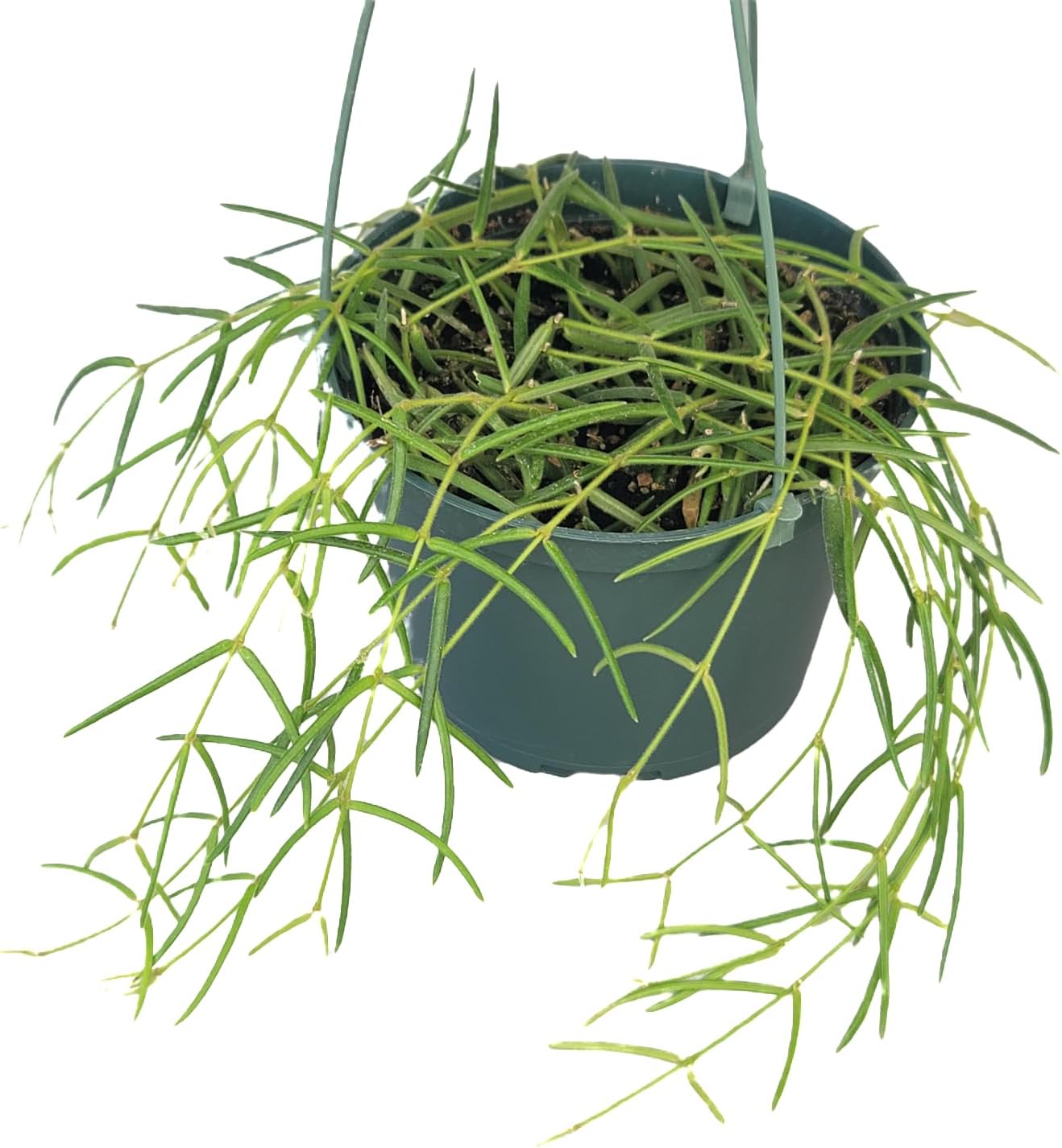 Hoya Linearis Live Plant in 6” Hanging Pot – Rare Trailing Houseplant with Fuzzy Foliage - Hoya Plants Live Houseplants - Air Purifying Plant - Ships from CA (6" Hanging Pot, Short)