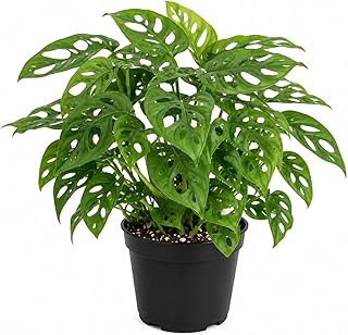 Swiss Cheese Plant Live Monstera Adansonii Plant Tropical Houseplant Plants 4" Pot