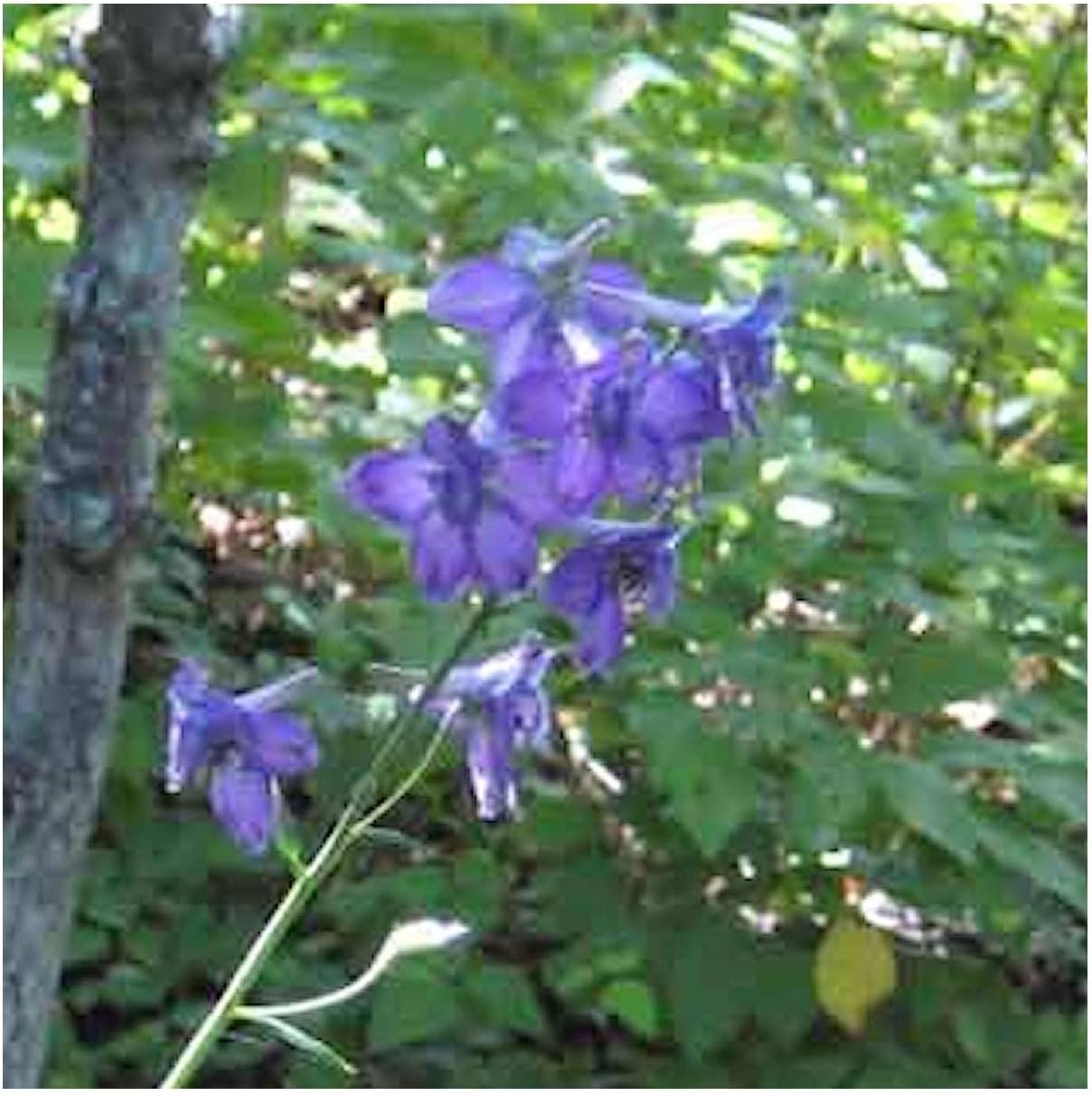Everwilde Farms - 100 Tall Larkspur Native Wildflower Seeds - Gold Vault Seed Packet
