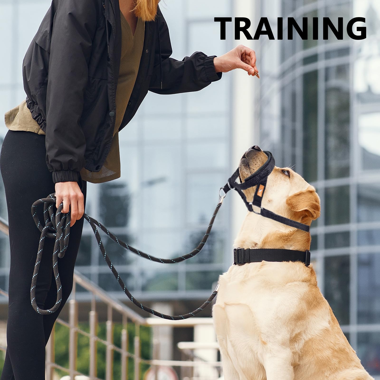 All In One Headcollar Lead Dog Head Collar With Padded Fabric Adjustable Head C | UK