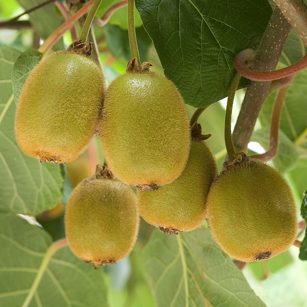 キウイの苗木 品種 市場