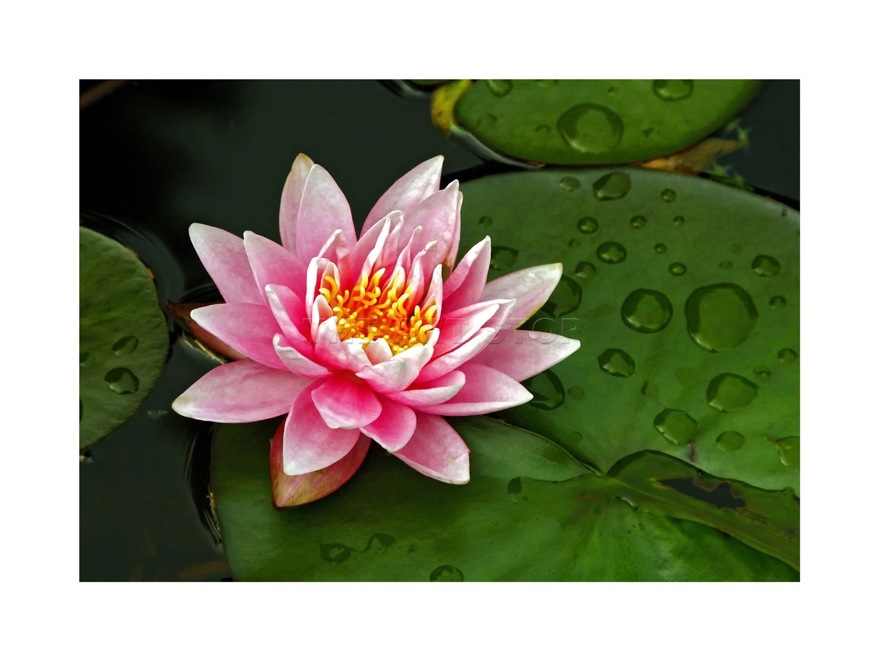 Wee Blue CooLotus Flower Lilly Pad Pink Photo Wall Art Print