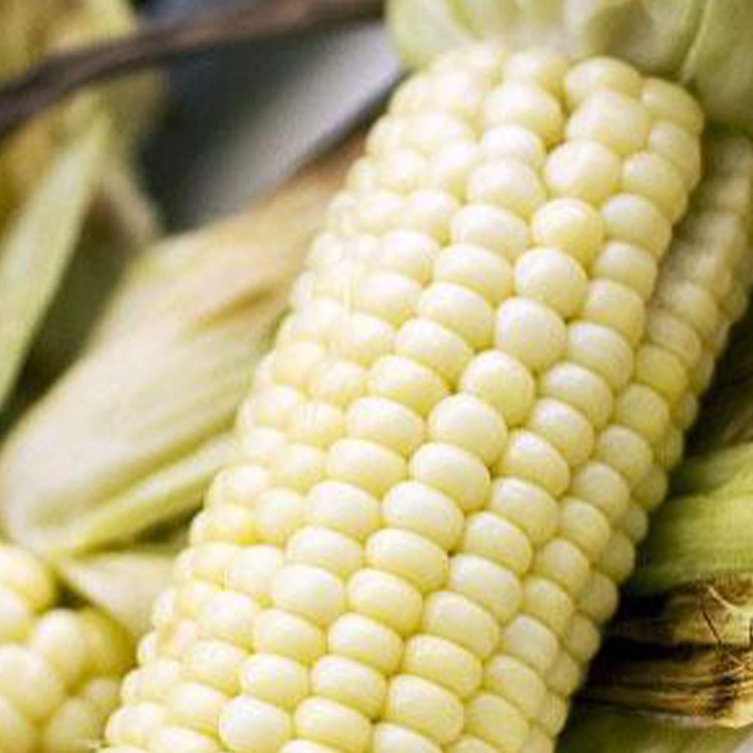 Stowell's Evergreen Sweet Corn - 1 LB ~2,320 Seeds - Non-GMO, Open Pollinated, Heirloom, Vegetable Gardening Seeds