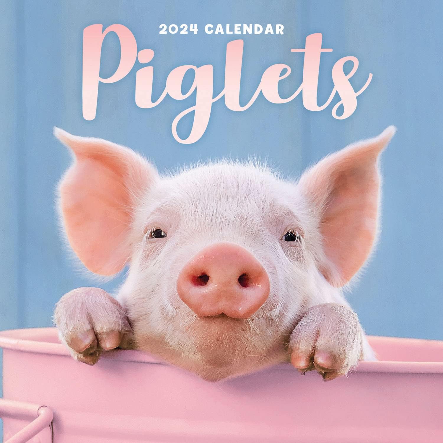 Piglets 2024 Calendar