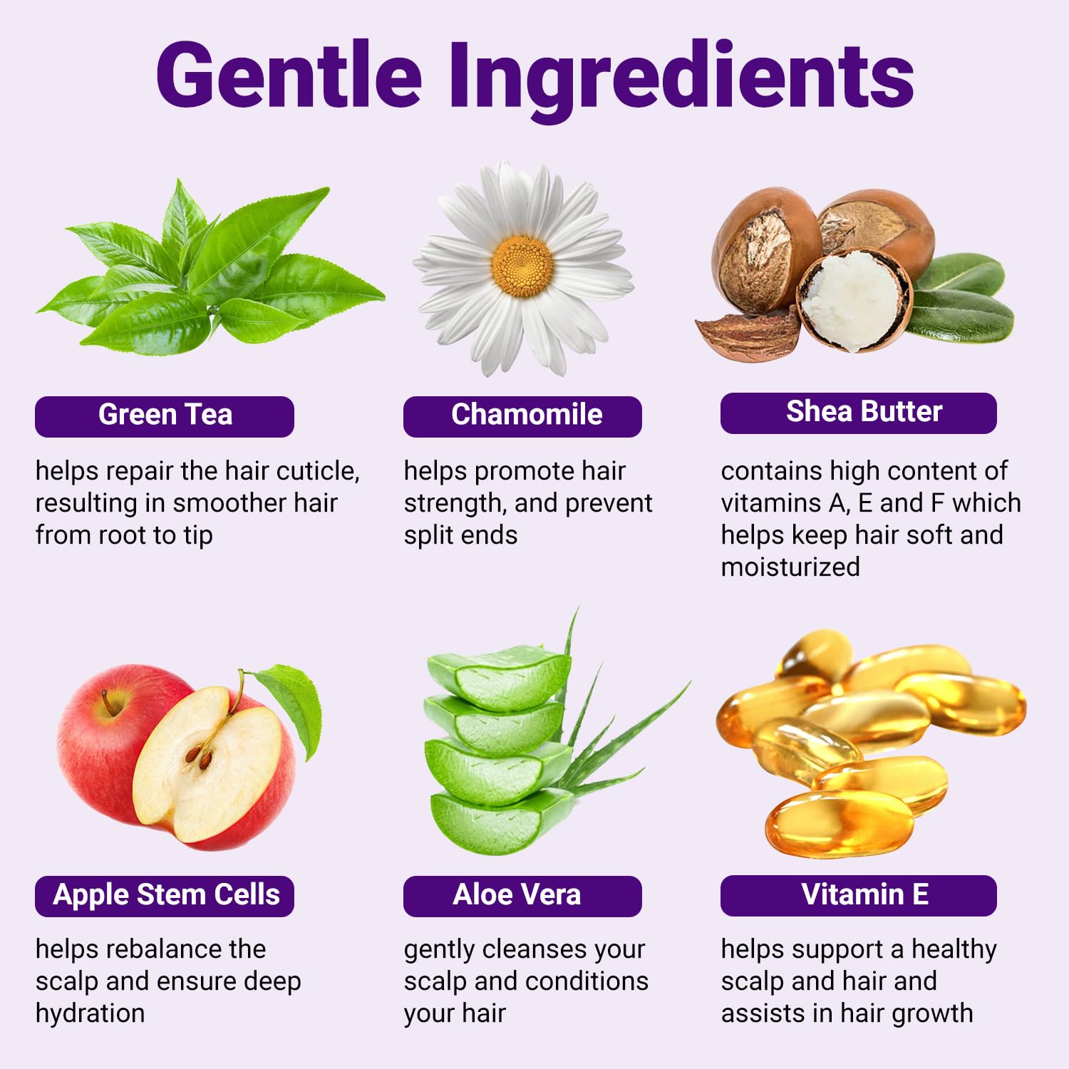 Ongaro Beauty Organic Hydrating Shampoo - Sulfate-Free Probiotic Shampoo with Aloe Vera, Peptides & Apple Stem Cells - Promotes Healthy Hair Growth for Dry, Oily, and Colored - 12 fl oz - Image 3