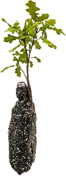 Valley Oak | Medium Tree Seedling | The Jonsteen Company