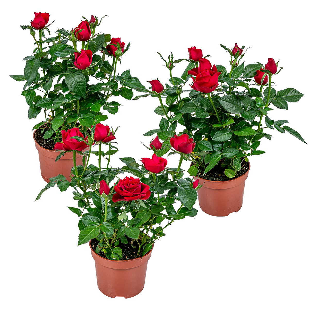 Bloomique - 3er-Set - Topfrosen Rot - Fr drinnen und drauen geeignet -  Zimmerpflanzen - Gartenpflanzen - Terrassenpflanzen - Winterhart - Hhe  20-30 cm - Topf 12 cm : Amazon.de: Garten