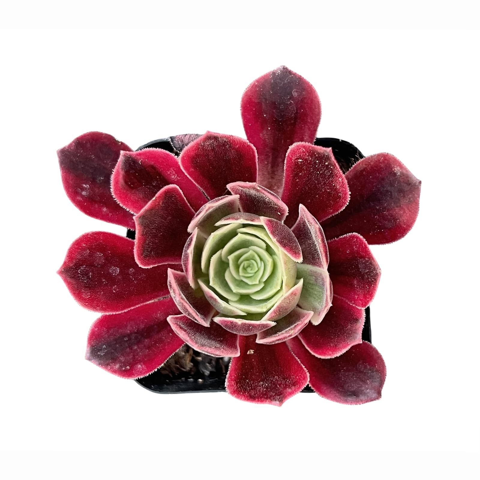 Amazon.com : Sprout N Green Aeonium White Wedding Dress, Live Rare Succulent  Potted 2