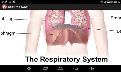 Respiratory system