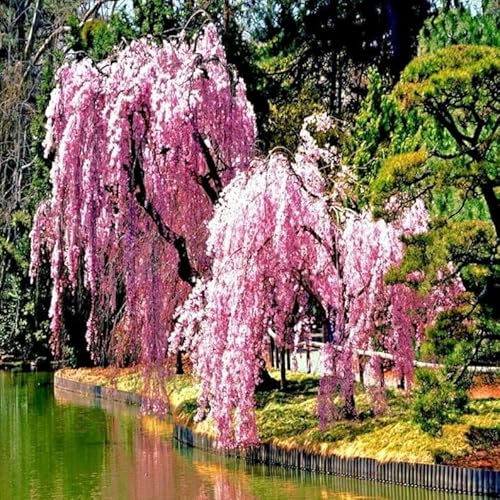 Pink Weeping Cherry Tree, Yoshino Flowering Cherry, Live Outdoor Plant