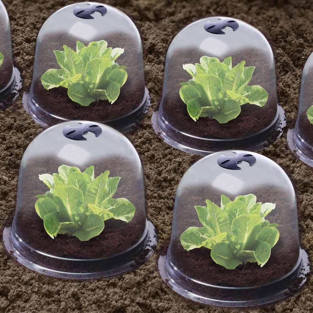 Cloches à salades Plastique - Lot de 72