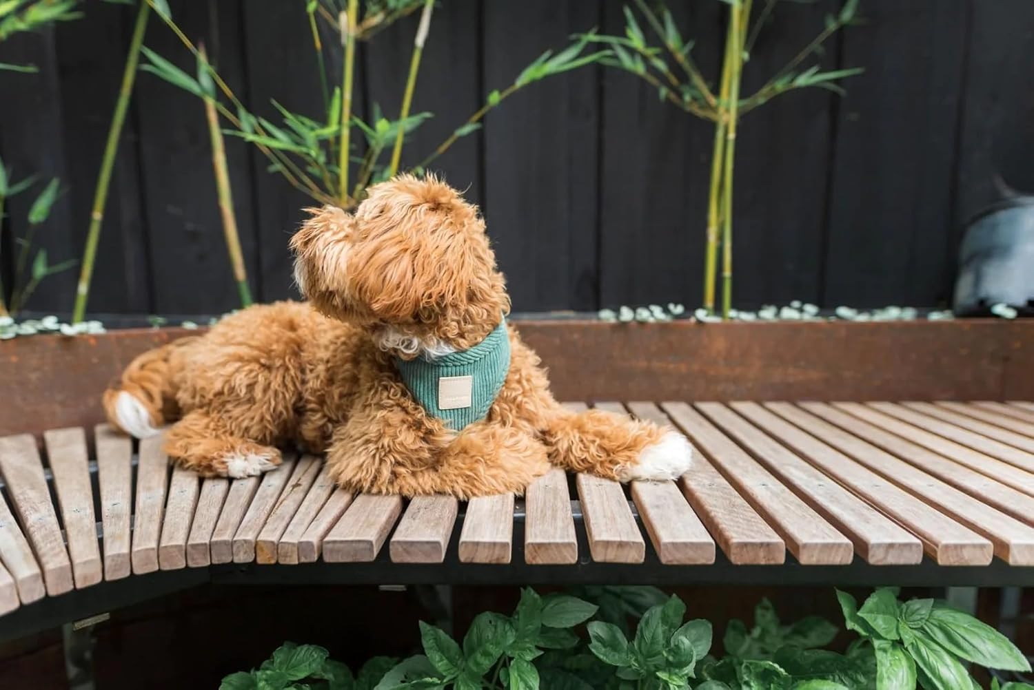 FuzzYard Life Corduroy Adjustable Dog Harness Solid Color (Myrtle Green, Small)