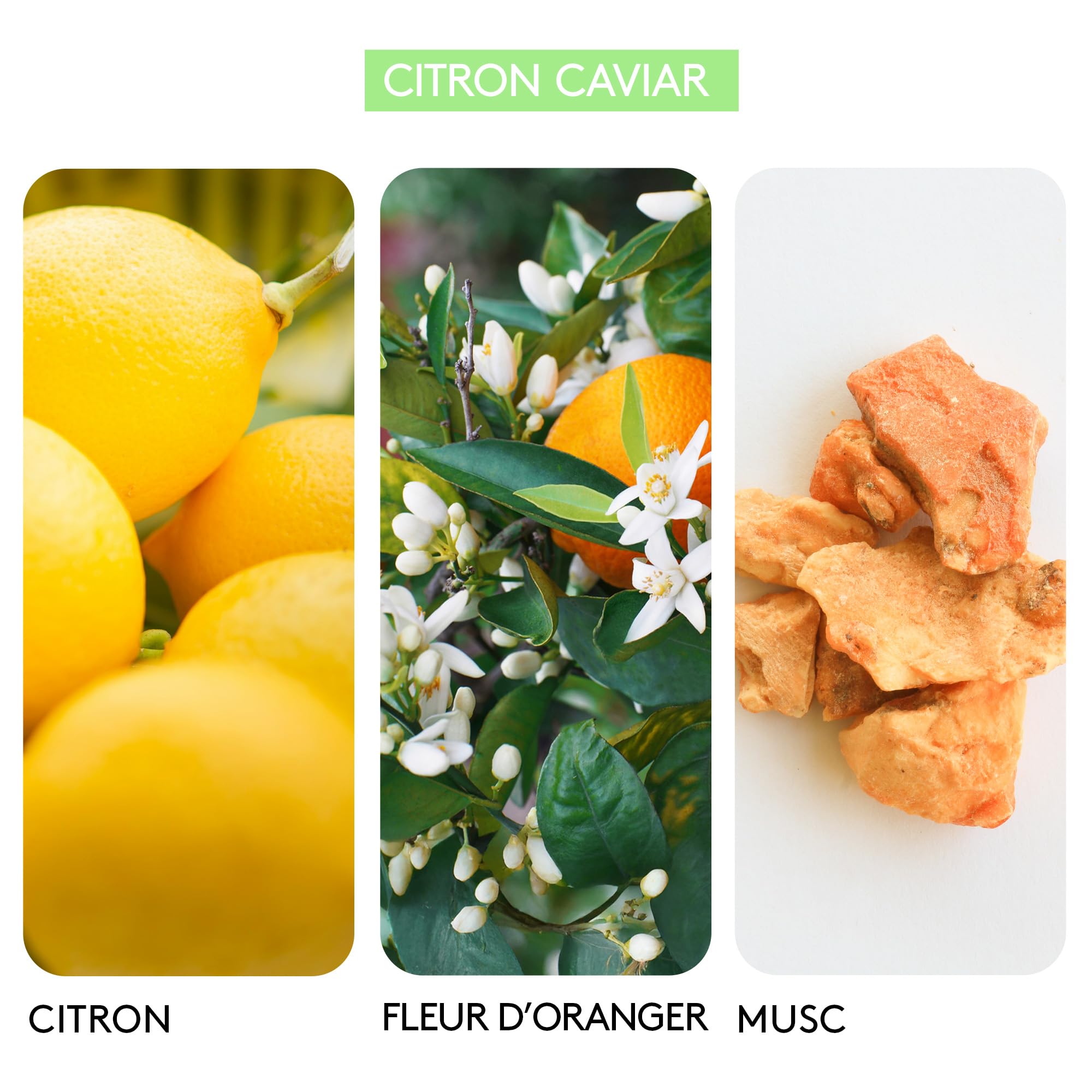 BERDOUES 1902 Eau de Cologne Citron Caviar, Lot Rechargeable, Made in France, Parfum femme, Parfum fleur d’oranger, citron, vétiver, vaporisateur 125ml et recharge 245ml