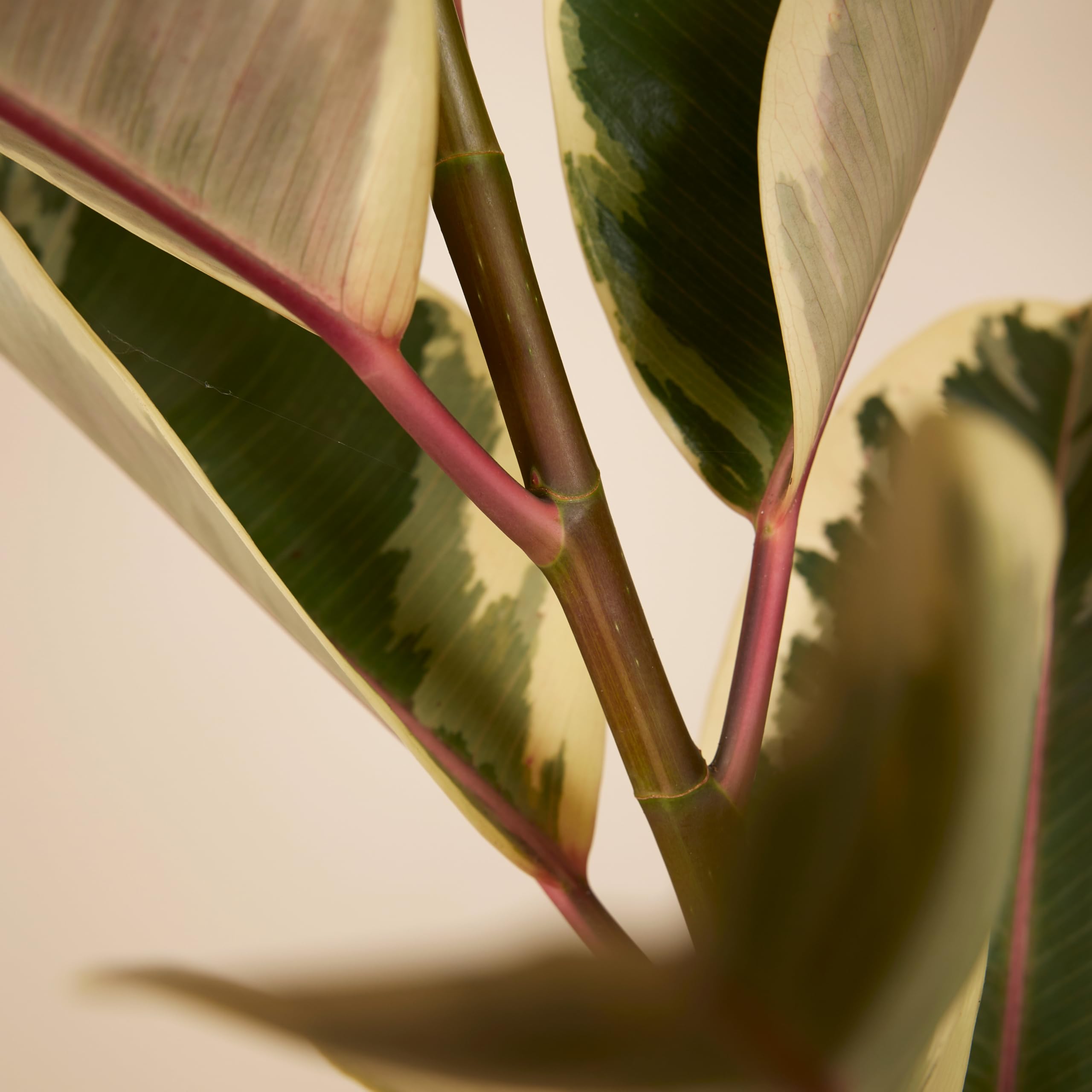 Bloomique - Ficus Elastica Tineke - Gummibaum - Zimmerpflanzen - Luftreinigend - Höhe 90-110 cm - Topf 27