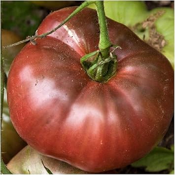 PREMIER SEEDS DIRECT - Tomato - Purple Cherokee - 50 Finest Seeds