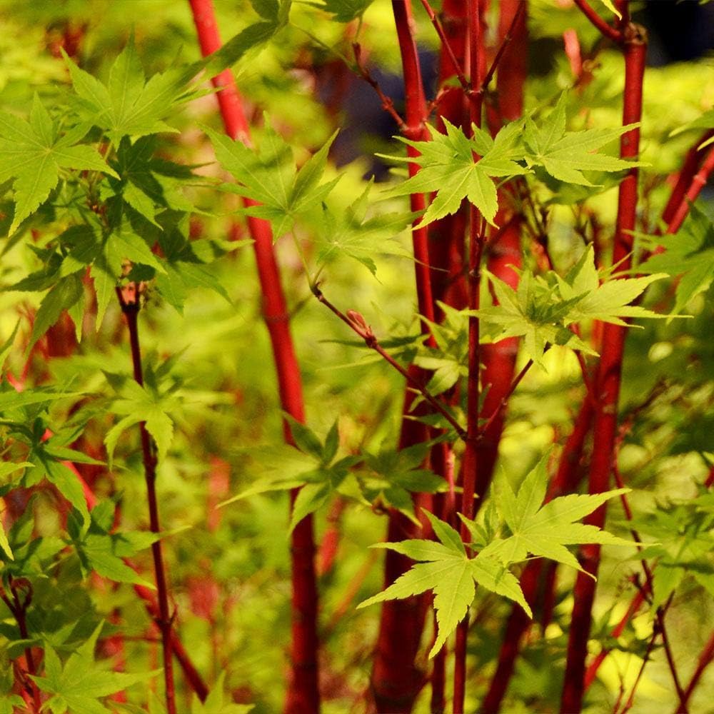 Brighter Blooms - Coral Bark Japanese Maple Tree, 3-4 ft. - No Shipping to AK, AZ, HI