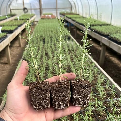 Miniatura 4 de Paquete de 3 plantas de romero azul, planta de romero vivo, 4 a 6 pulgadas de alto, hierbas fragantes, arbustos de hierbas de romero para cultivo en