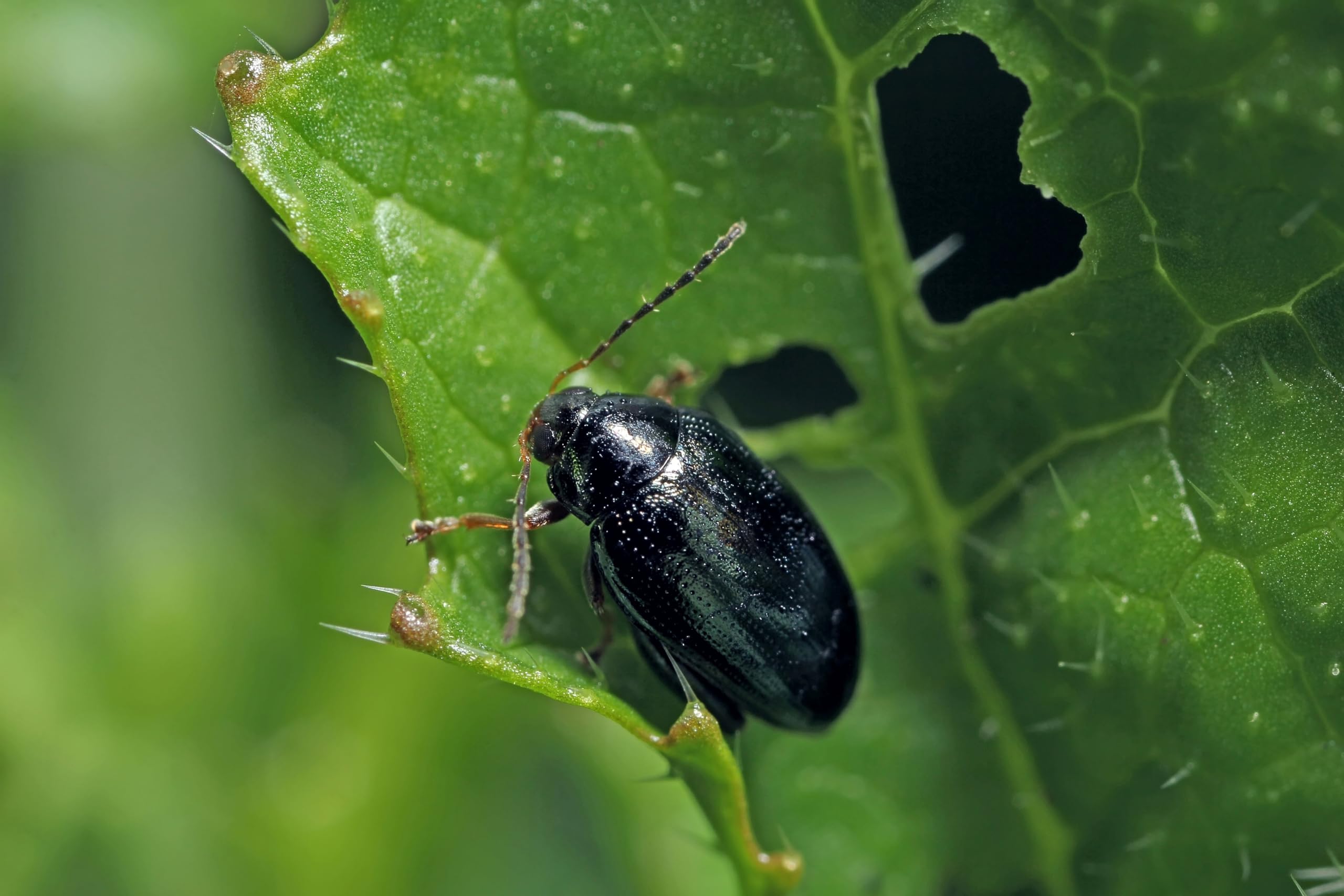 Dragonfli Flea Beetle Killer Nematodes - Kill Flea Beetles Naturally Without Pesticides (Treats 500sqm)