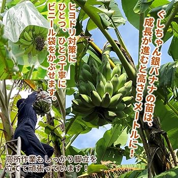 沖縄県産☆銀バナナ(株分け苗)g-27.28 沖縄県産☆銀バナナ(株分け苗 沖縄県産☆銀バナナ(株分け苗)g-27.28 沖縄県産☆銀バナナ(株分け苗
