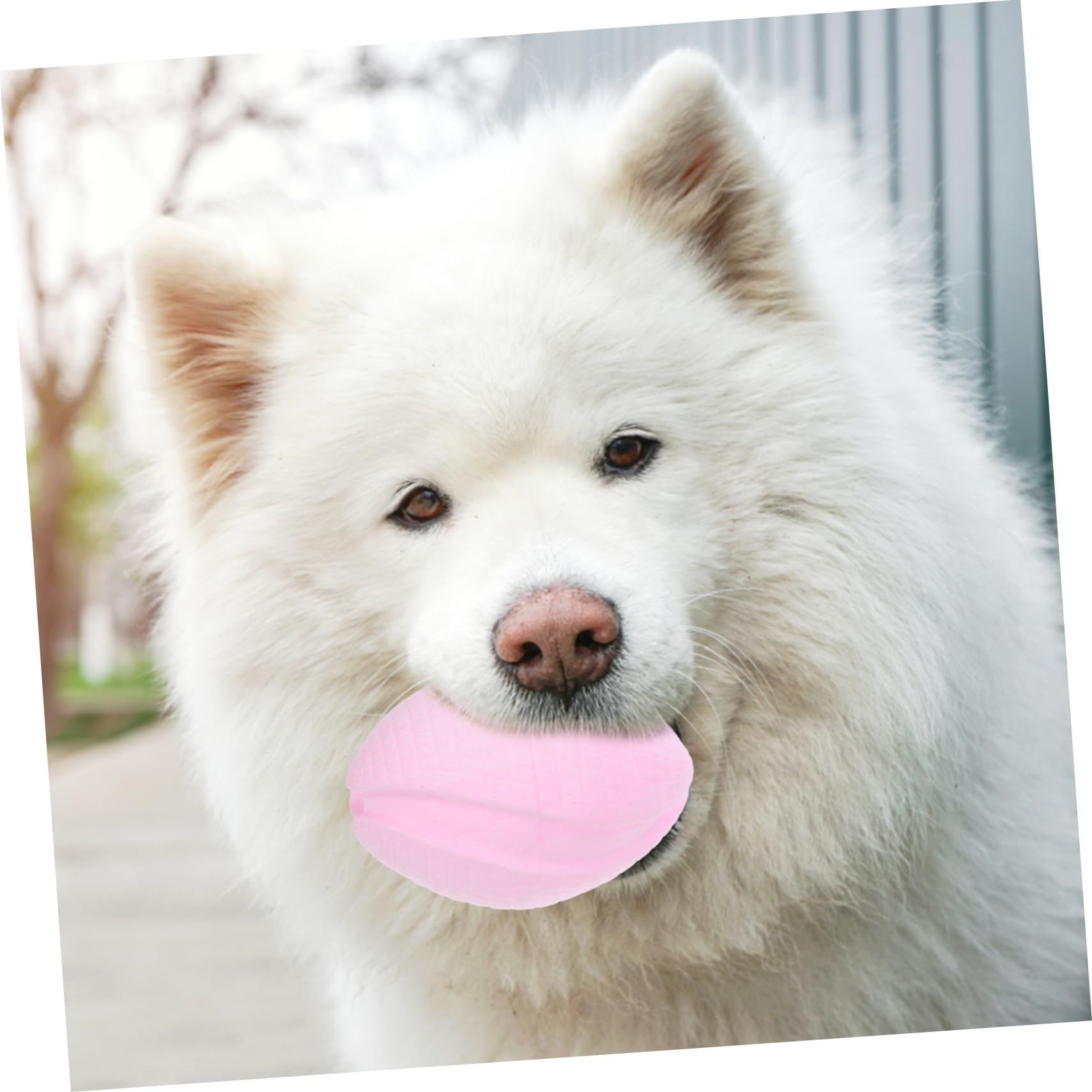 Toddmomy 5pièces Jouet à Mâcher pour Chiot Flottant Accessoire De Dentition Pratique pour Chiens pour Jeu Prévention des Dégâts Maison