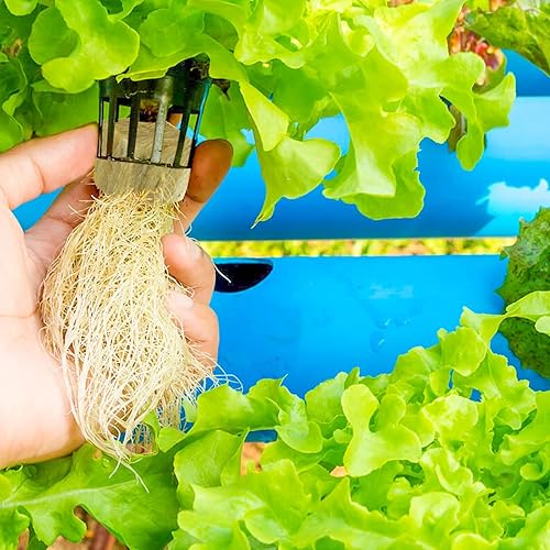 Vista 14 de Halatool Cubos de lana de roca de 1 pulgada para jardín de lana de roca, cubos de cultivo hidropónico, sin suelo, plantas clon inicio de germinación