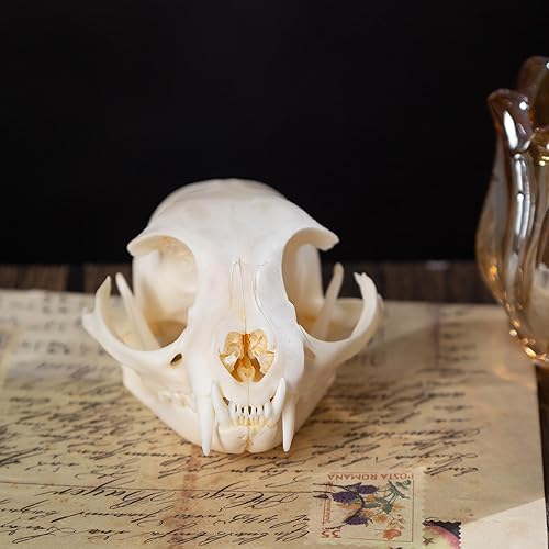 Real Animal Skulls - Unique Collectible Gifts of Real Animal
