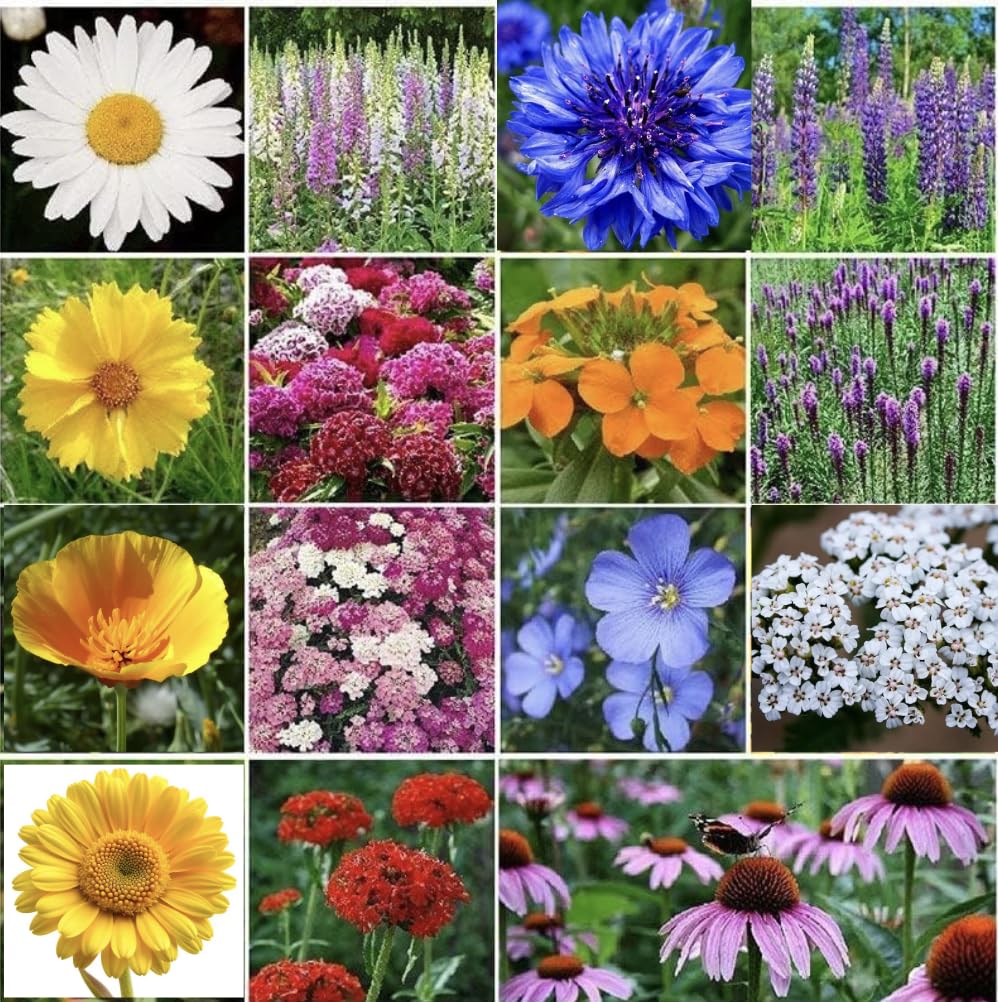 Perennial Wildflower Annual Seeds Pollinator Mix Cutting up 50,000 Bulk, Multi, Dwarf1 Bag | 20 Varieties of Non-GMO Flower | Covers up 200 Sq. Ft (20 Square Meter)