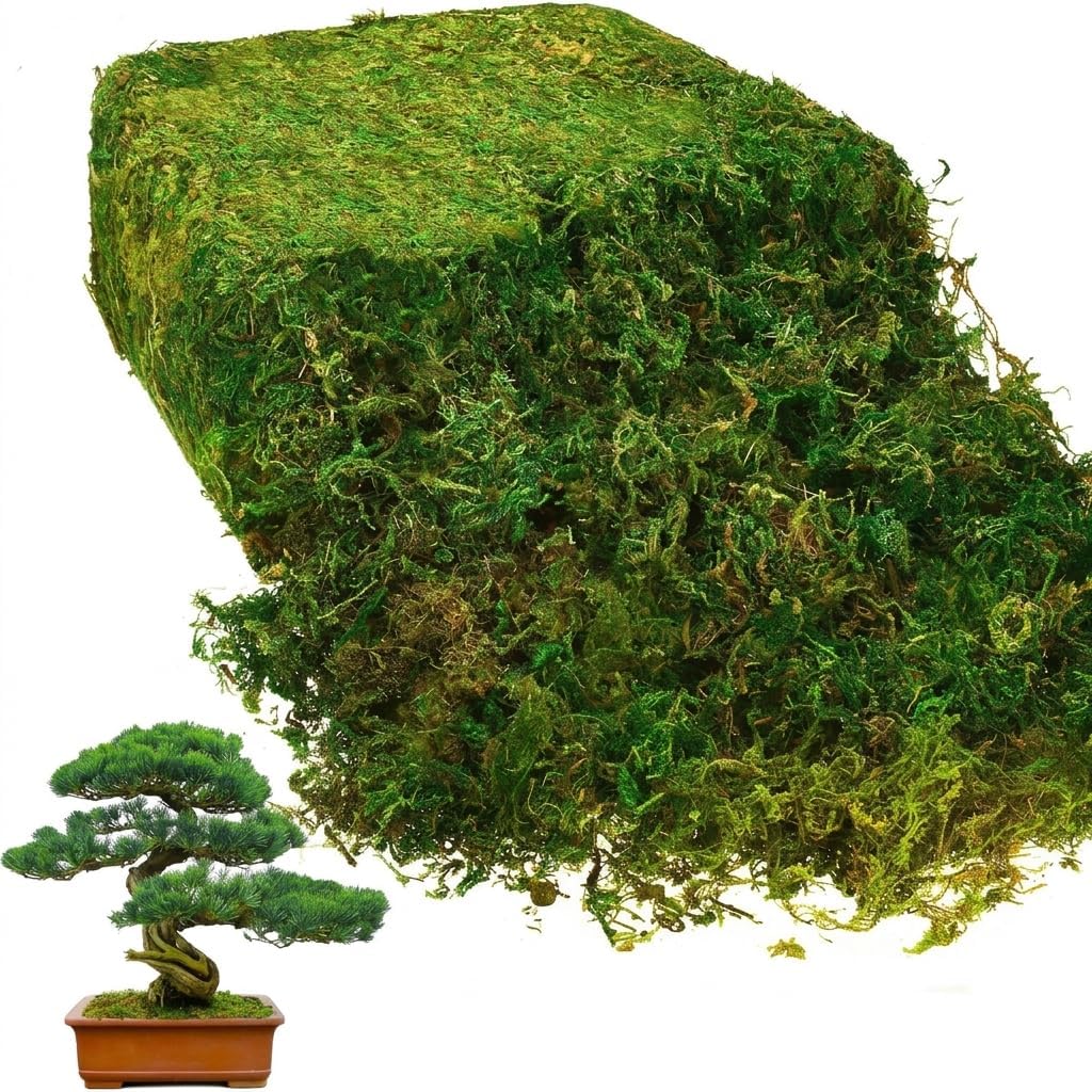 Artificial Moss 1 Bag Preserved Green Moss for Crafts and