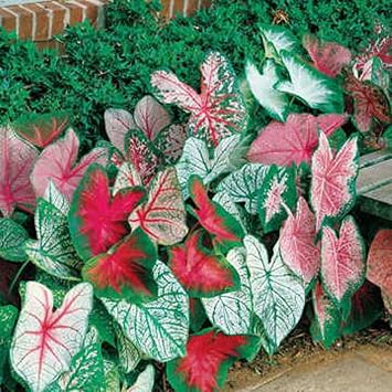 Fancy Leaf Caladium Bulbs - Pack of 10 Ten - Exotic, Colorful Mix, Tropical Colors Red, Pink, White and Green Leaves, Grow Indoors or Outdoors