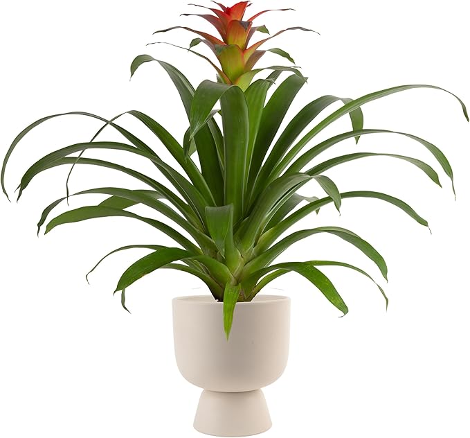 Costa Farms Bromeliad, Flowering Live Indoor Plant in Modern Flower Pot, Houseplant with Flowers in Potting Soil, Grower's Choice, New House Gift, Home or Room Decor, 20-Inches Tall
