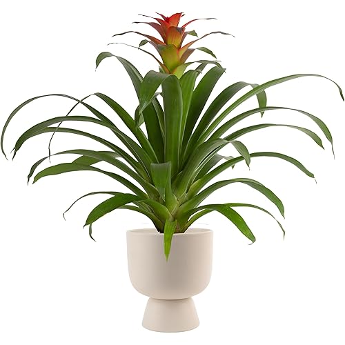 Costa Farms Bromeliad, Flowering Live Indoor Plant in Modern Flower Pot, Houseplant with Flowers in Potting Soil, Grower's Choice, New House Gift, Home or Room Decor, 20-Inches Tall