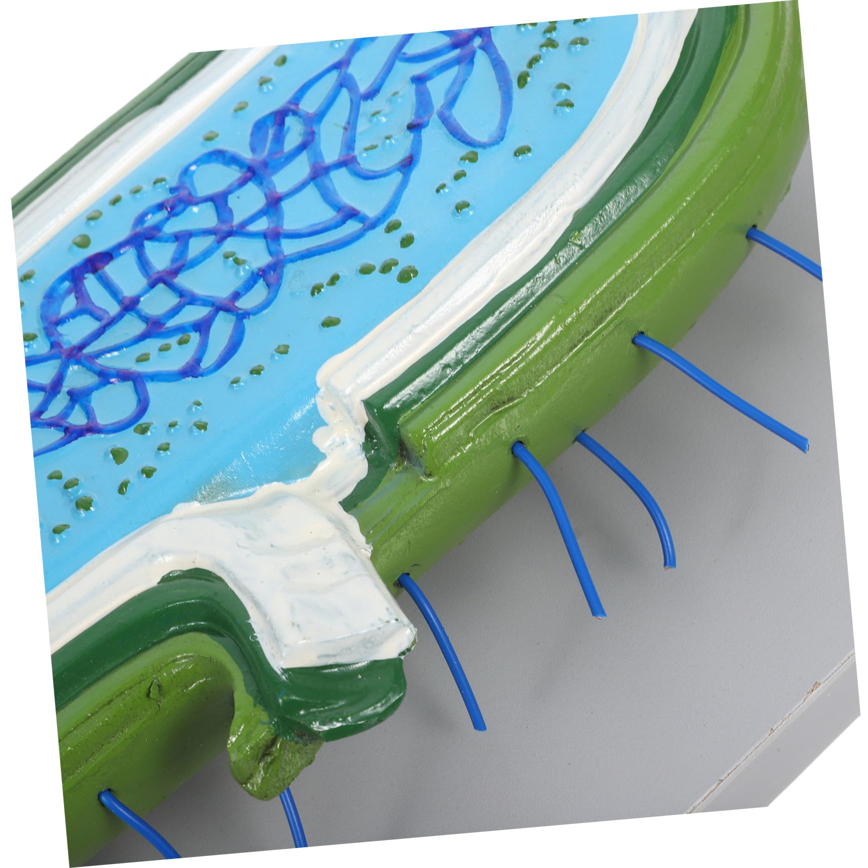 Vergrößertes Zellkernmodell Anatomisches Zellmodell mit Organellen für Biologieunterricht Schüler Lehrmittel Wissenschaftsspielzeug
