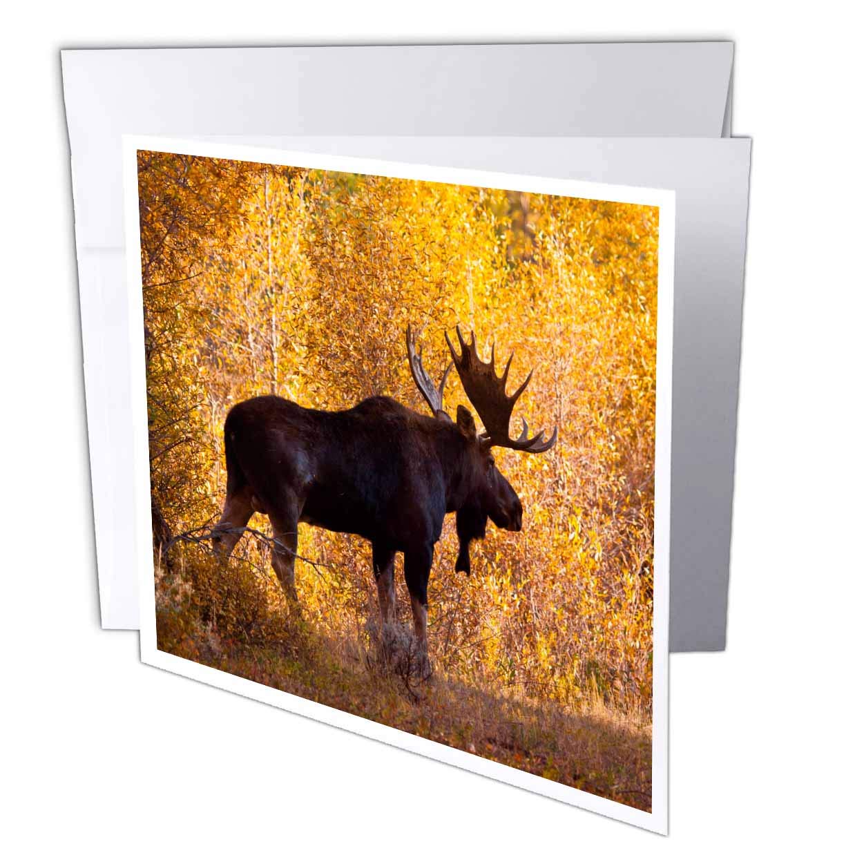 3dRose Moose Bull In Golden Willows. - Greeting Card, 6 X 6 Inches, Single (Gc_191442_5)