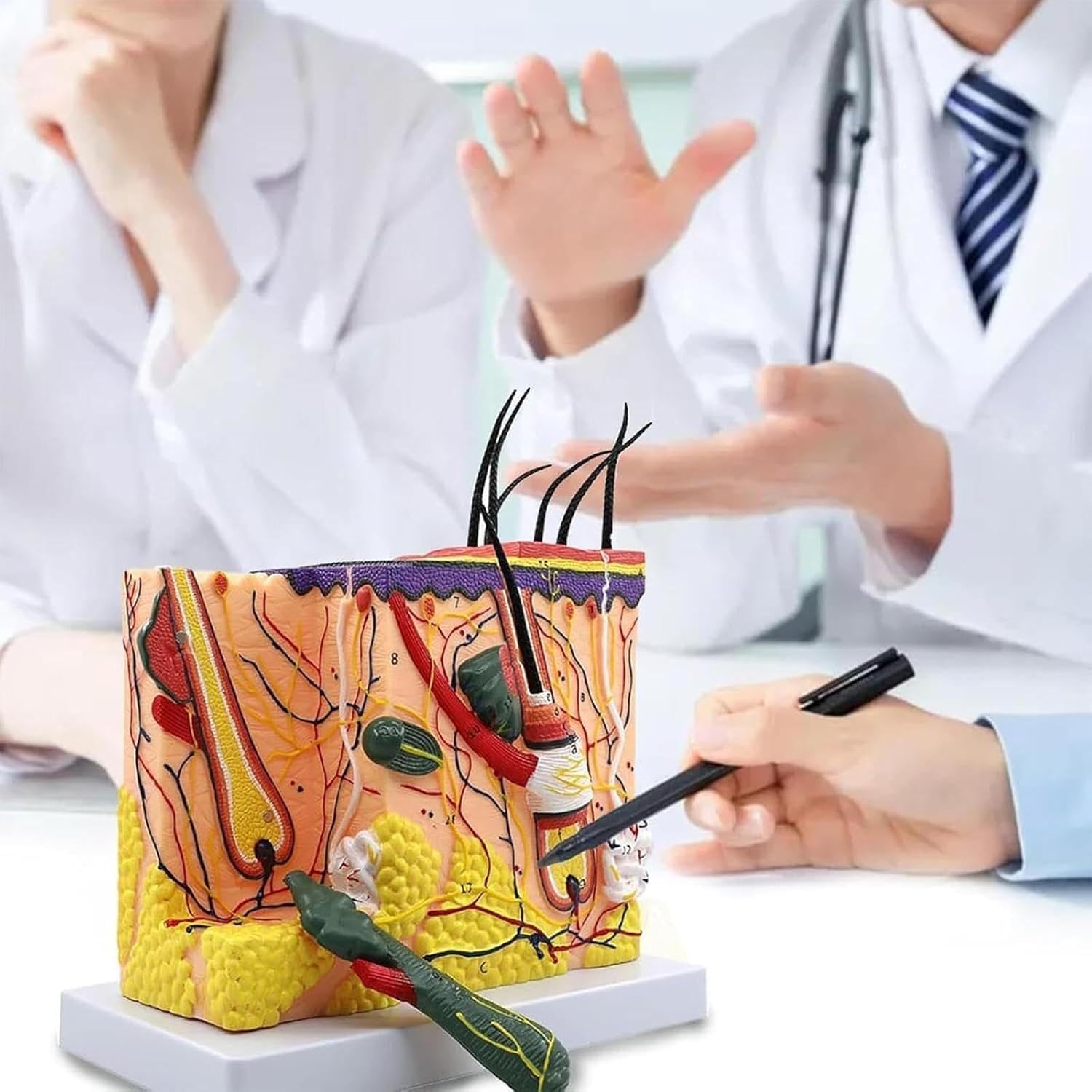 Model anatomiczny skóry, odłączalny mieszek włosowy, powiększony 70x model skóry, model struktury skóry do celów szkoleniowych, model medyczny do celów edukacyjnych.