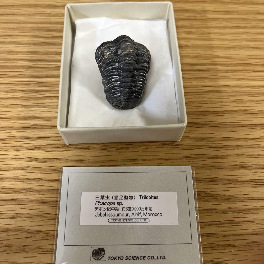 Amazon.co.jp: ファコプス 三葉虫 化石 モロッコ産 : おもちゃ