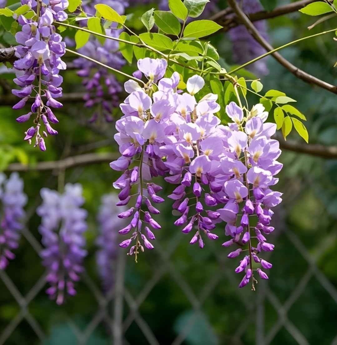 3 Wisteria Live Plants 1–2 Ft Tall – Flowering Wisteria Vine (Wisteria Floribunda) – Fast Growing Climbing Plant for Garden, Trellis, Pergola & Bonsai Training (3 Plants)