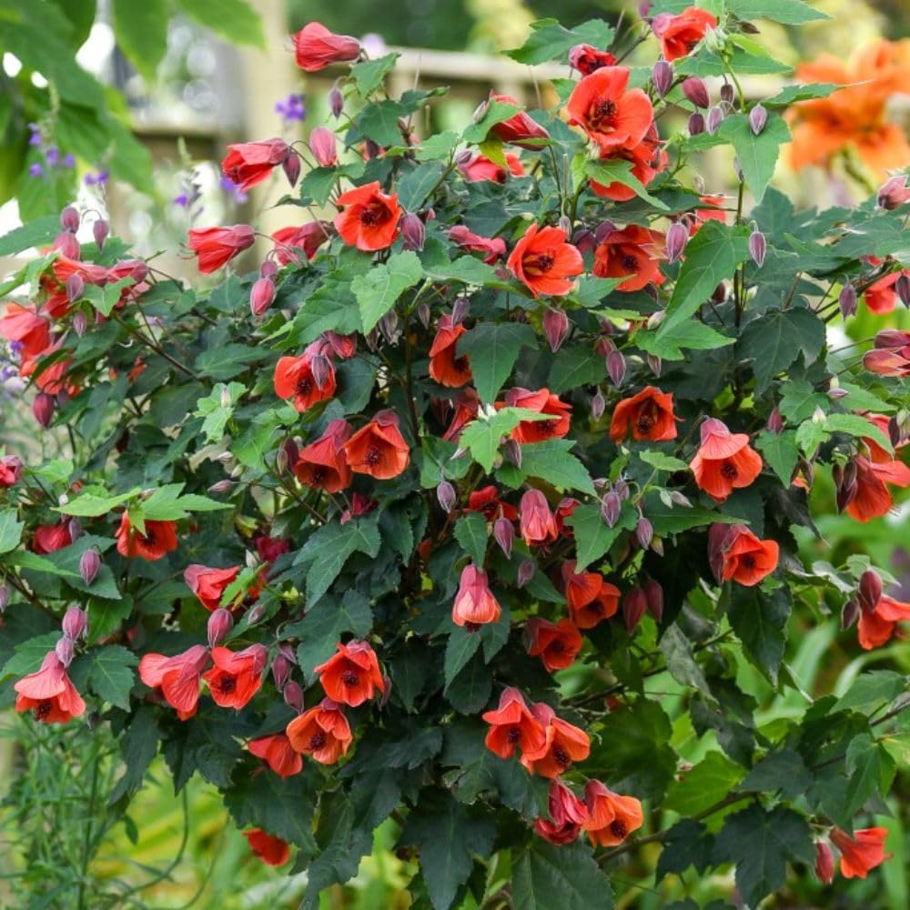 Abutilon 'Red Trumpet' Patio Standard - Exotic Trailing Shrub for Conservatory & Patio - Semi-Evergreen - Standard Form - Ideal Focal Point - Half-Hardy – 2X 14cm by Thompson and Morgan