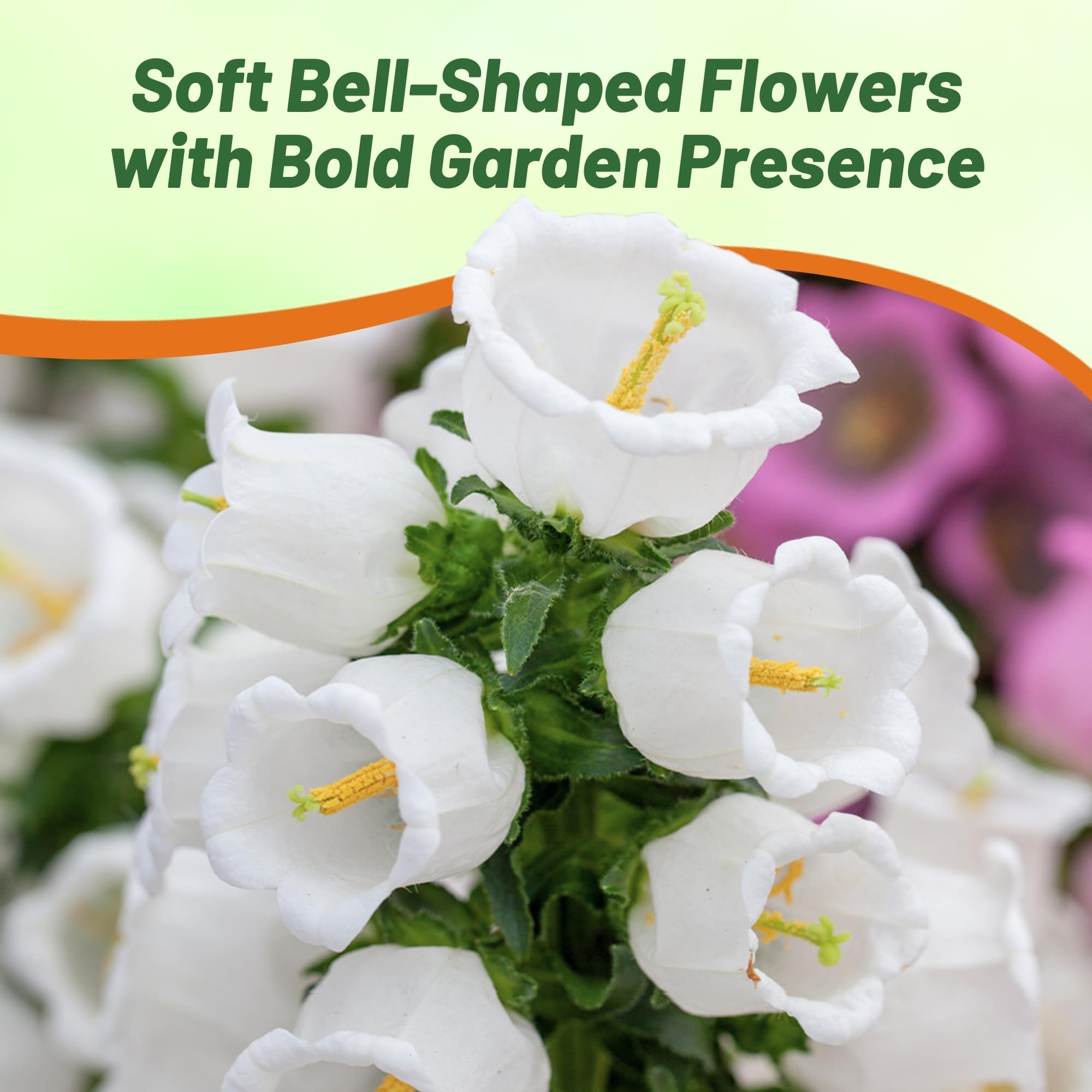 Amazon.com : Outsidepride Medium White Canterbury Bells Flower