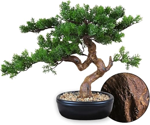 Bonsai Trees