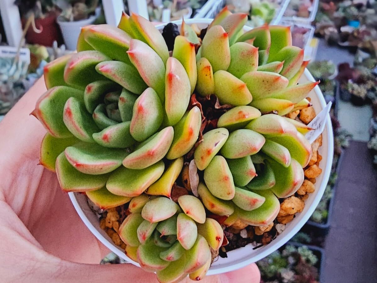 多肉植物 韓国苗 エケベリア チュプス 多肉植物 韓国苗 エケベリア チュプス